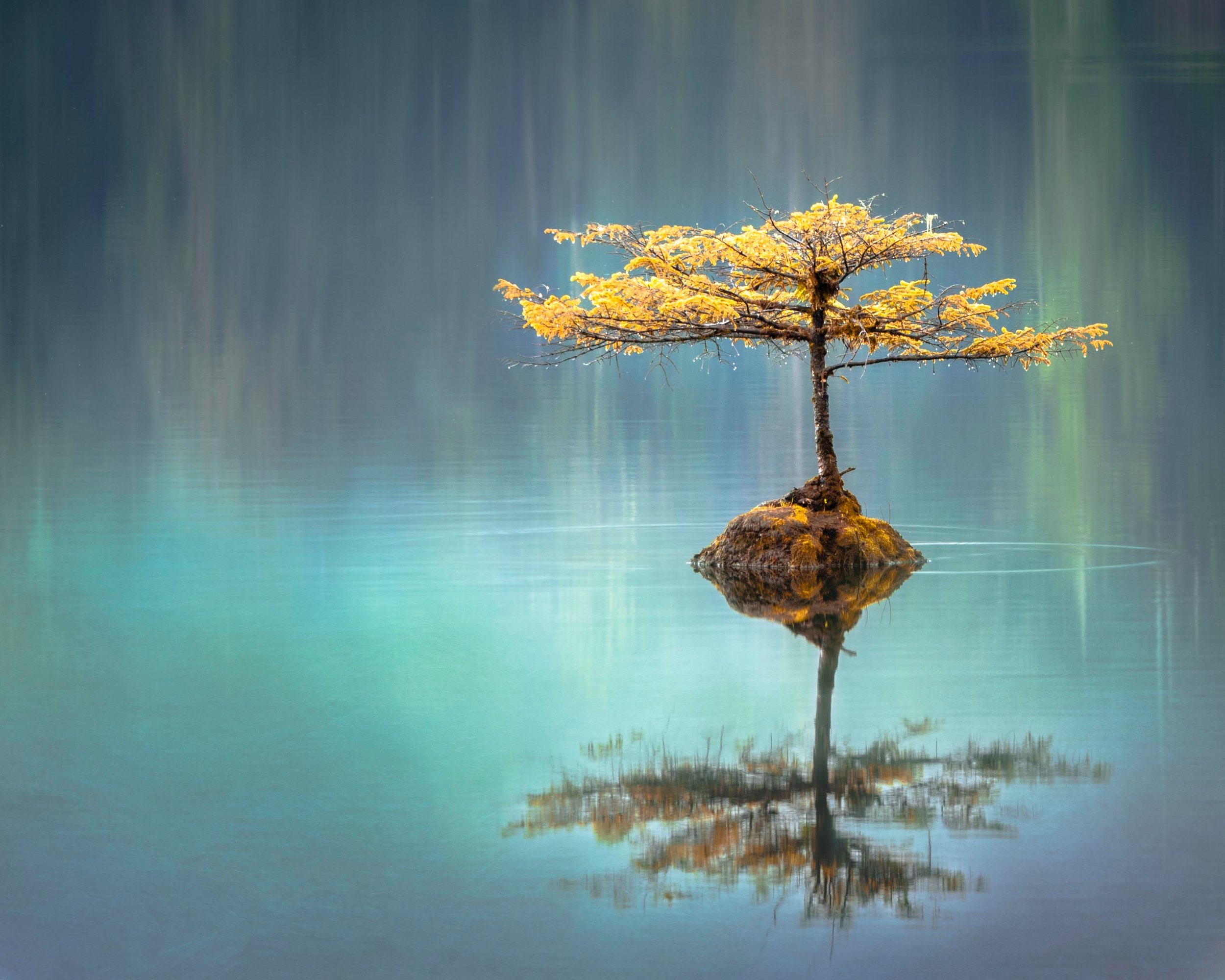 A lone golden tree reflected in still water